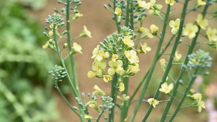 Are Broccoli Flowers Edible?