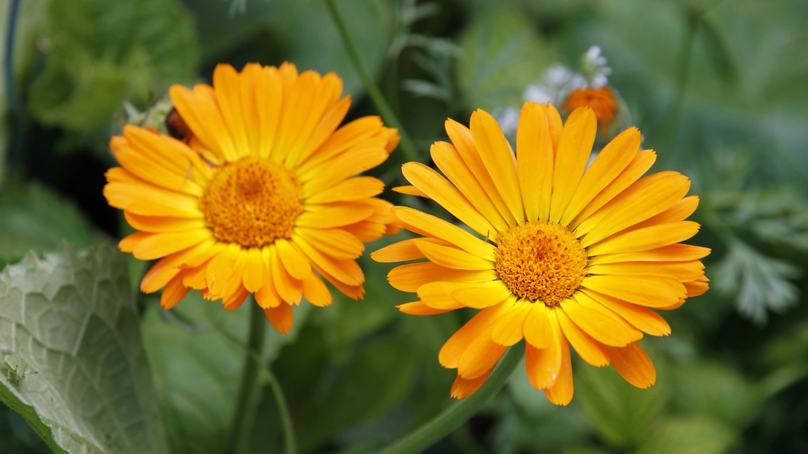 calendula flowers.