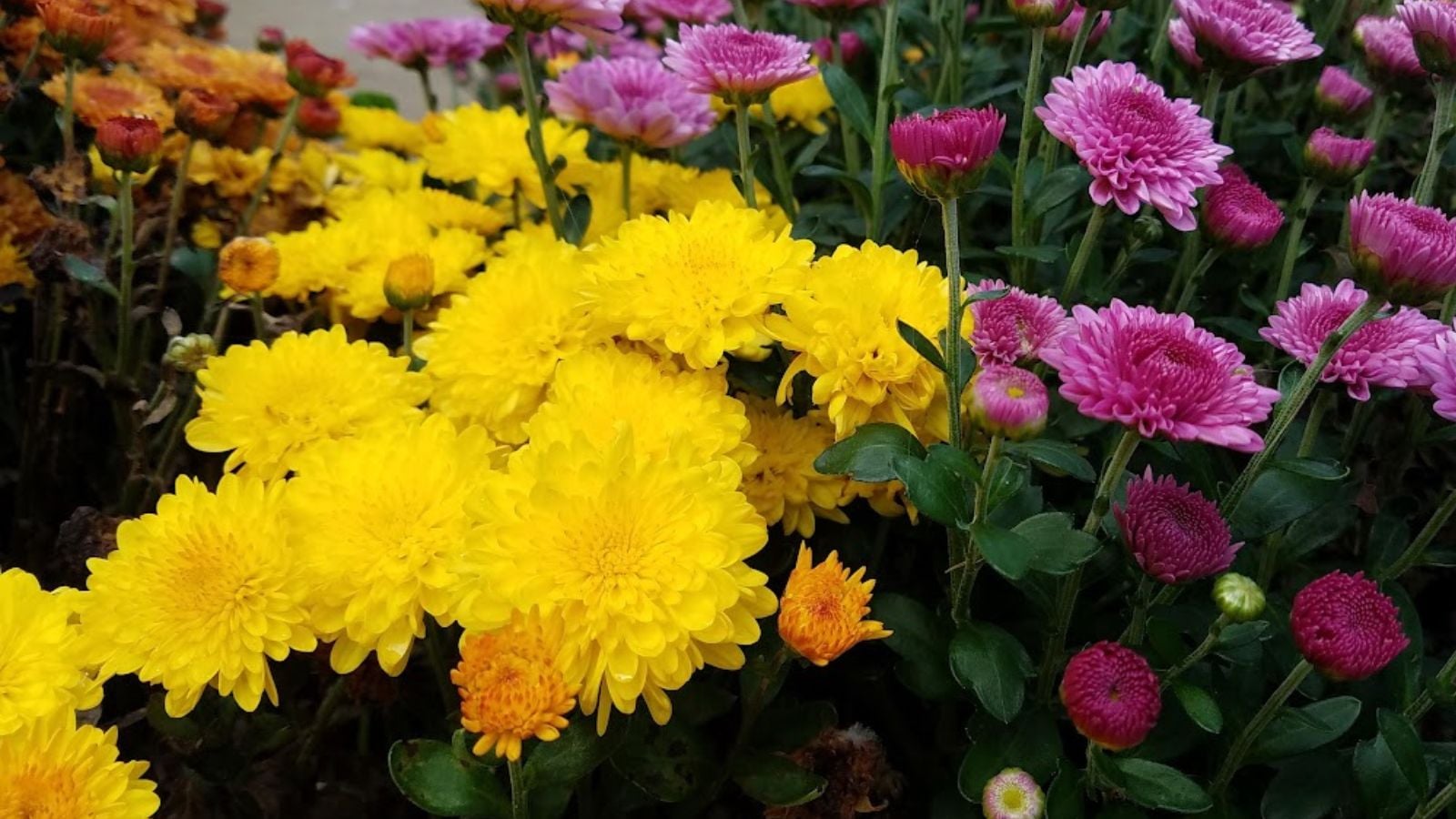 11 Stunning Companion Plants For Mums In The Fall Landscape