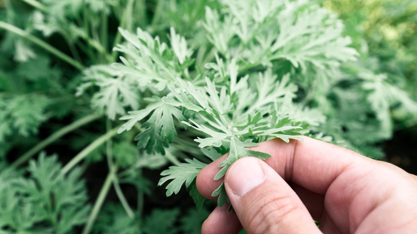 gardener examining common wormwood plants in the garden.