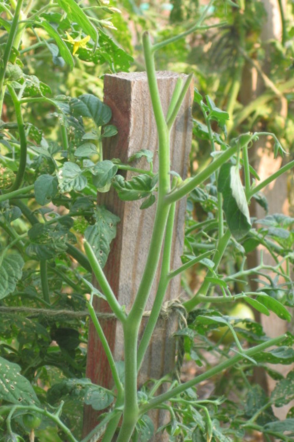 deer damaged tomato plant