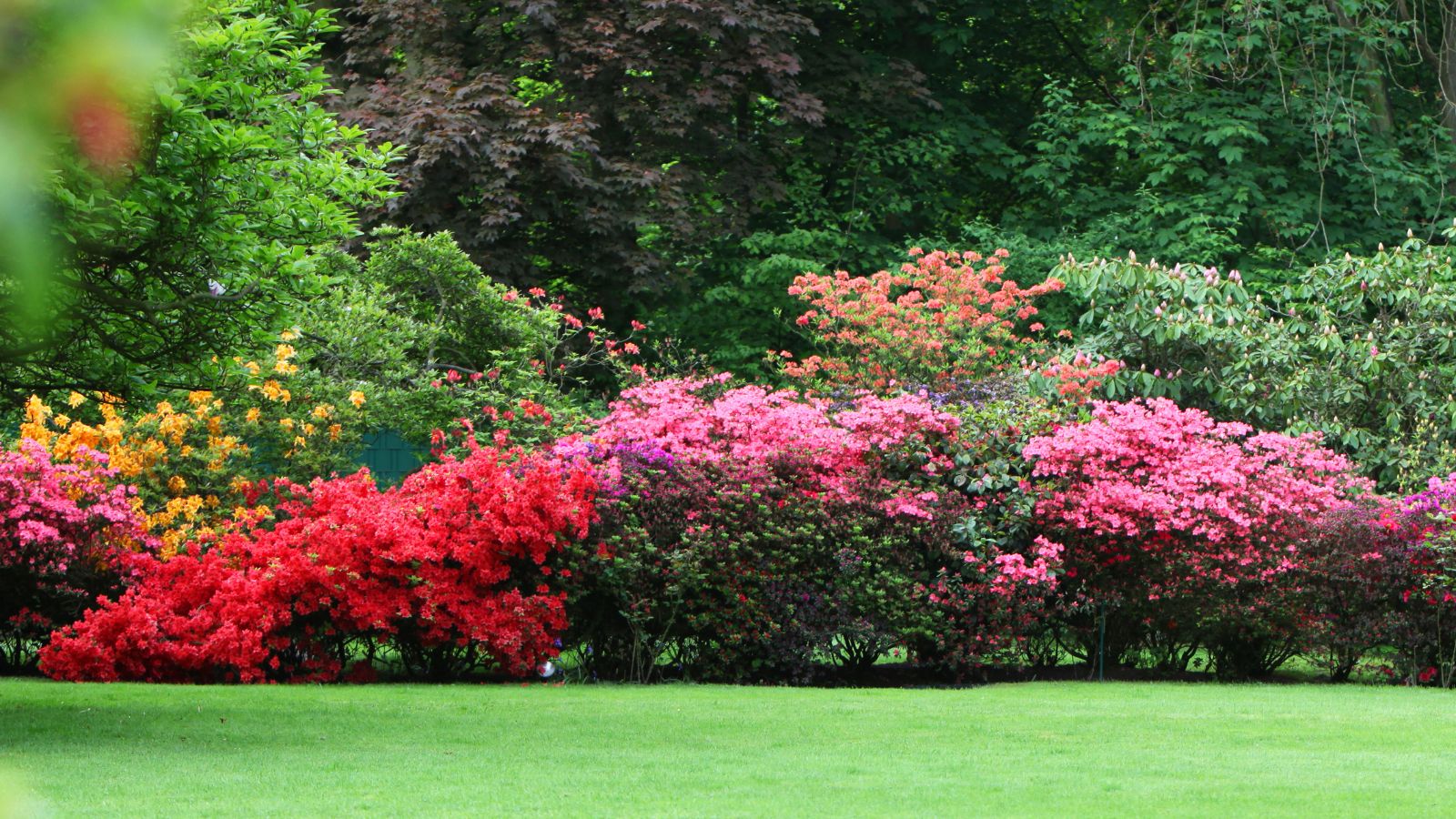 colorful flowering shrubs.