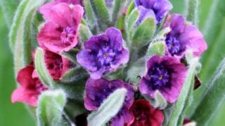 houndstongue flowers.