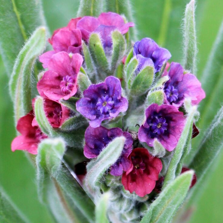 houndstongue flowers.