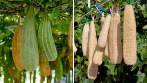 hanging luffa fruit and sponges.