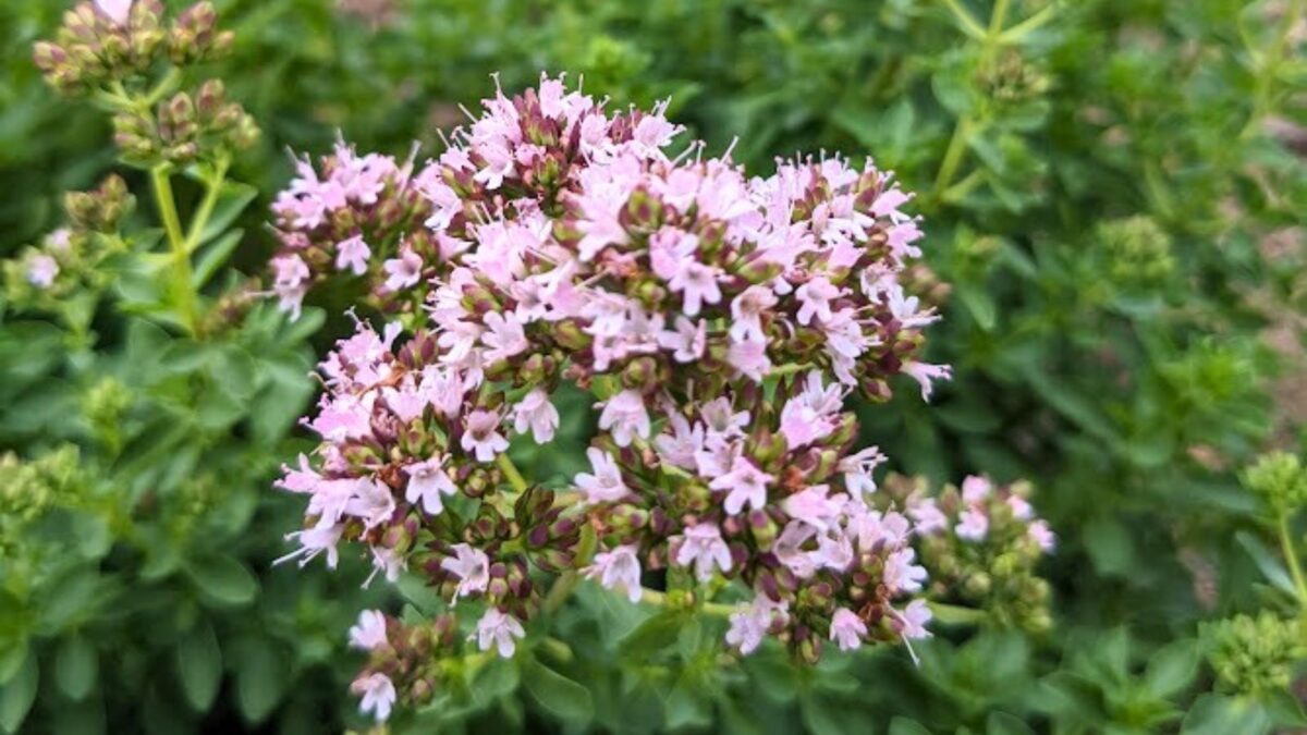 oregano flowers.