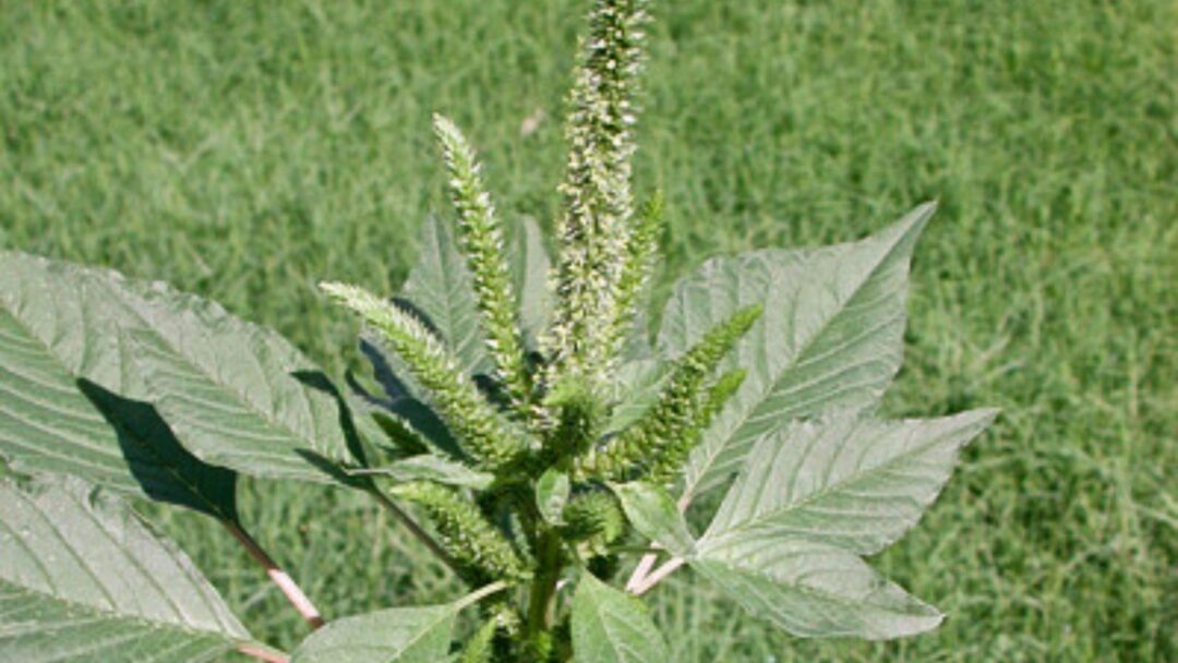 Amaranth Invasive 13 Invasive Plants In North Dakota (And 26 Natives To Plant Instead)
