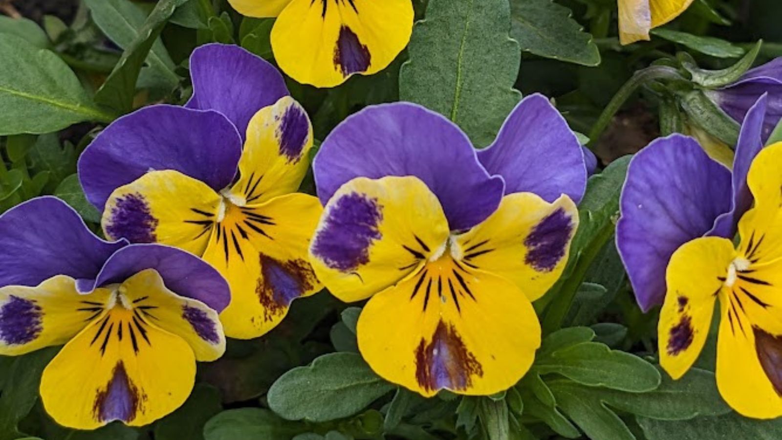yellow pansies with purple highlights.