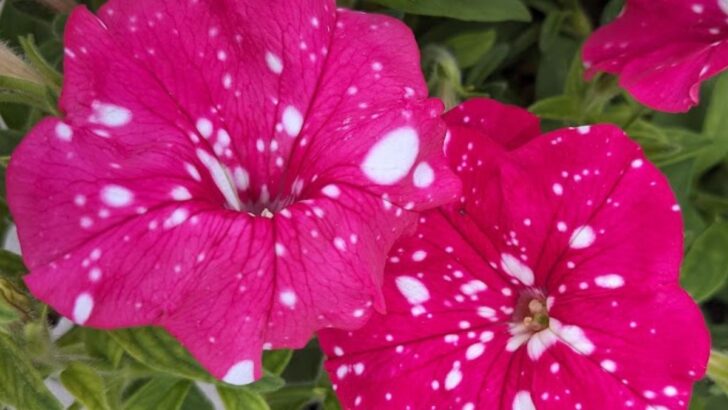 11 Stunning Annual Bi-color Flowers You’ll Love