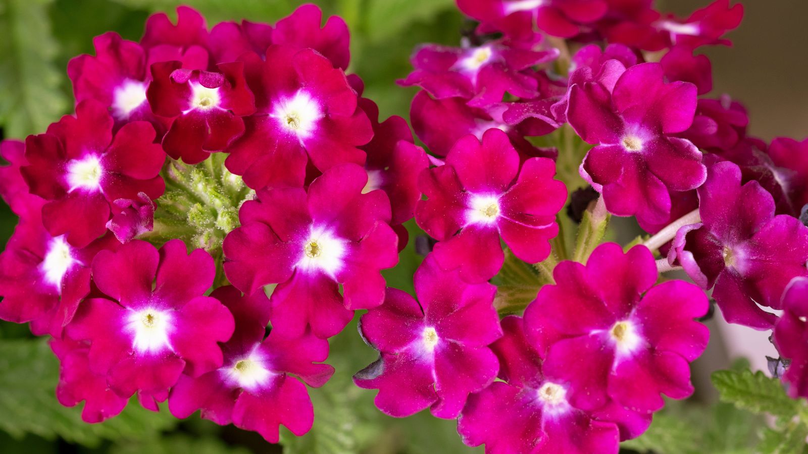 raspberry verbena flowers.