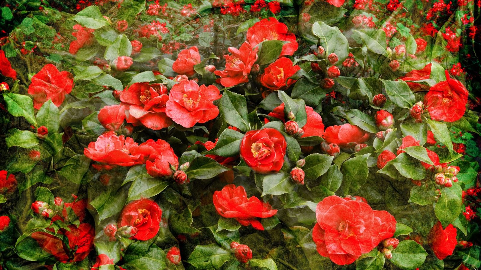 red camellia flowers.