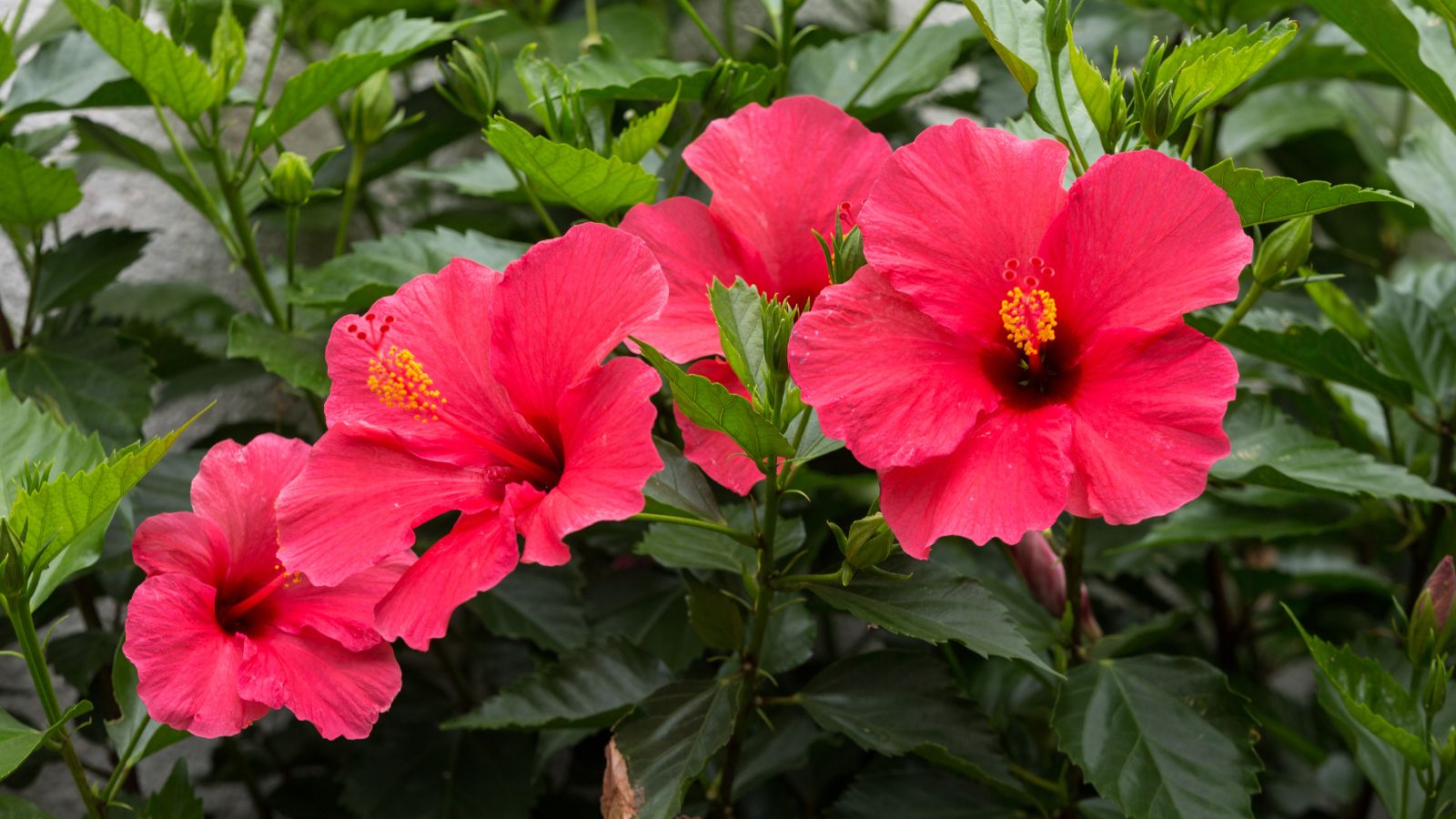 red flowering hibiscus shrub.
