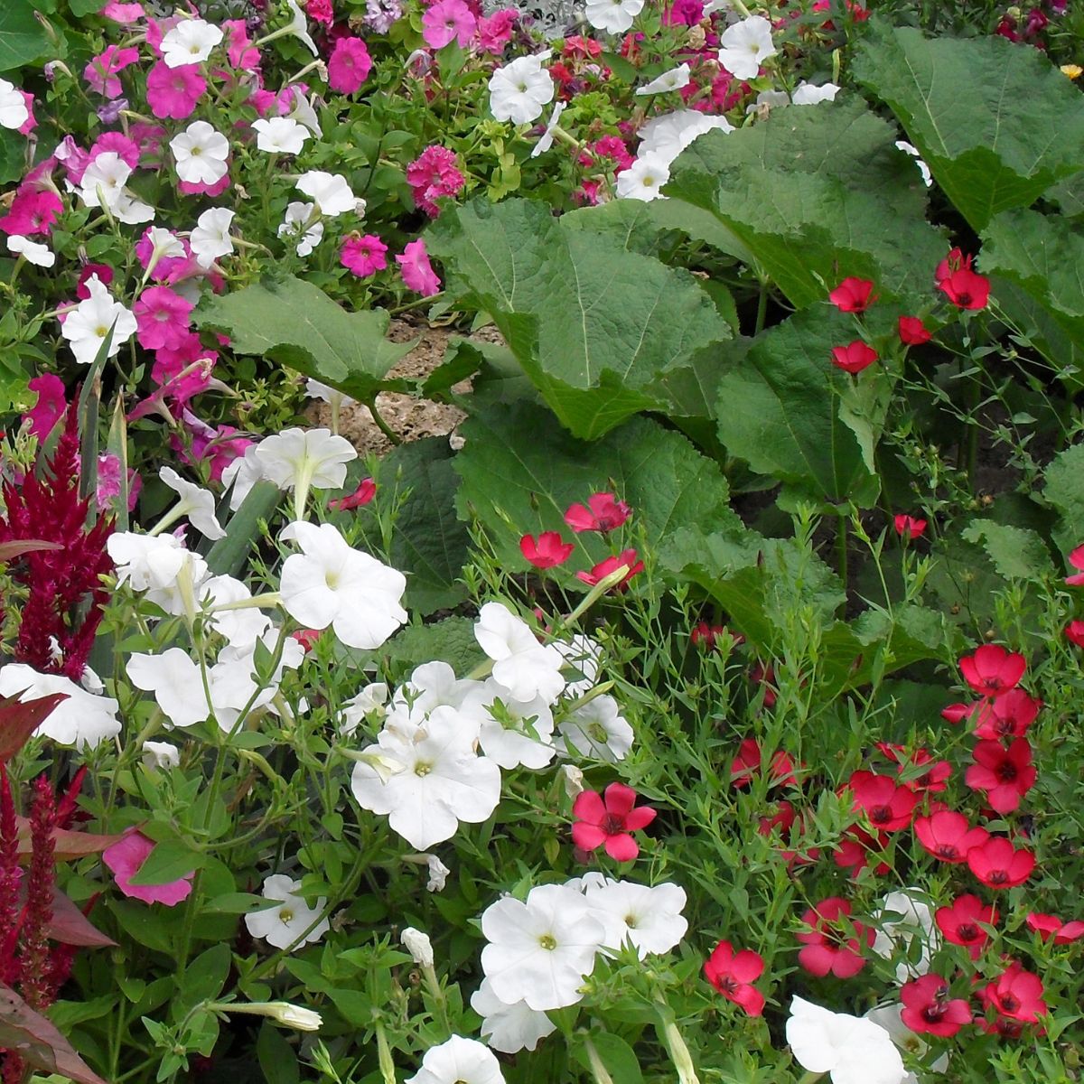 white petunias mixed in with pink and red flowers in a beautiful garden.