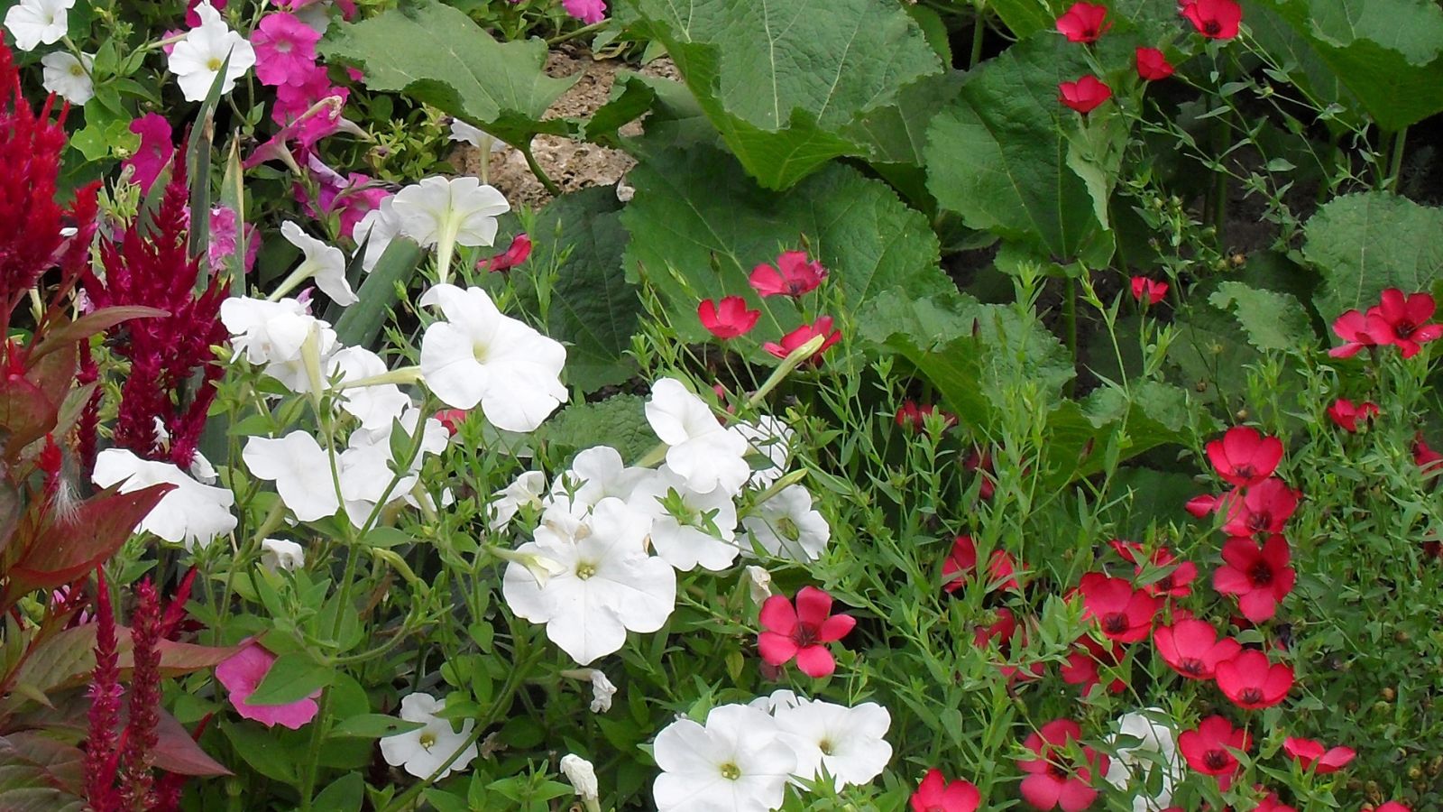 whit petunias mixed in with pink and red flowers in a beautiful garden.