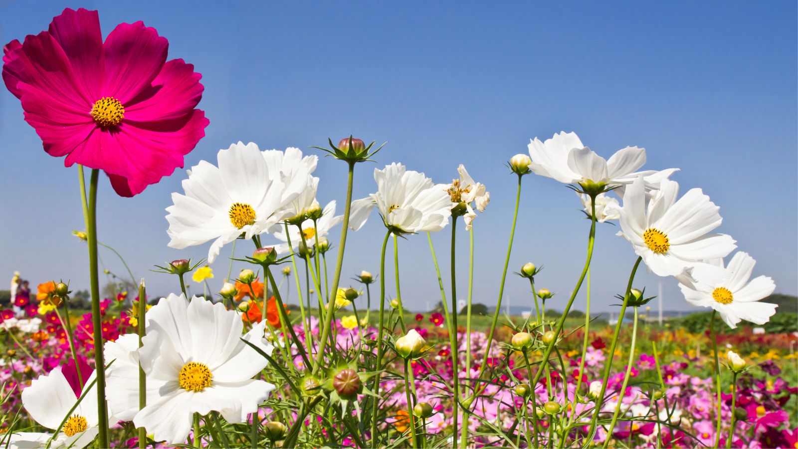 white cosmos flowers.