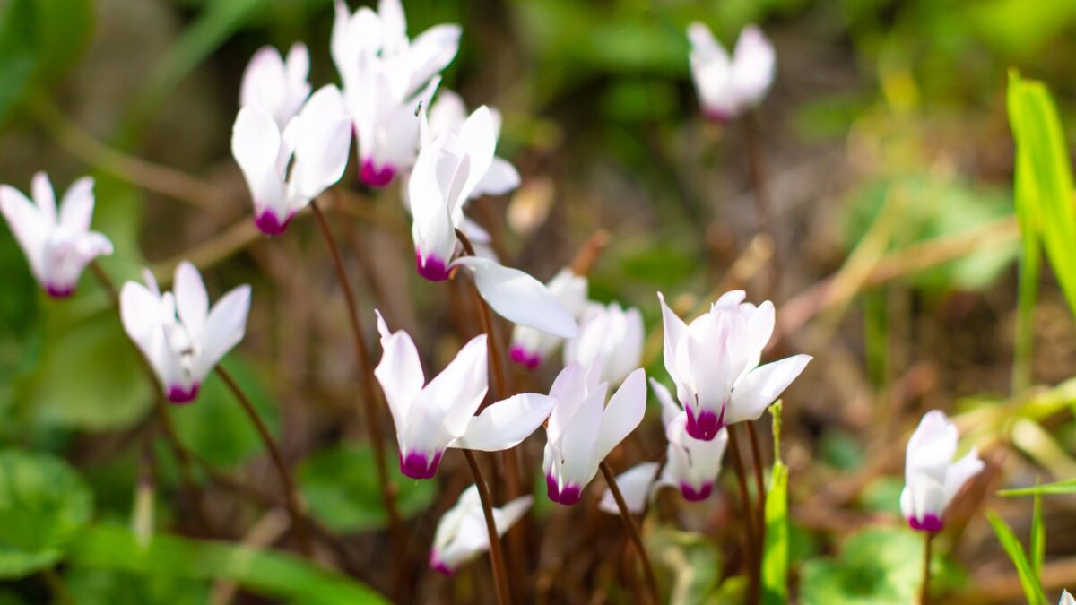 white cyclamen flowers.