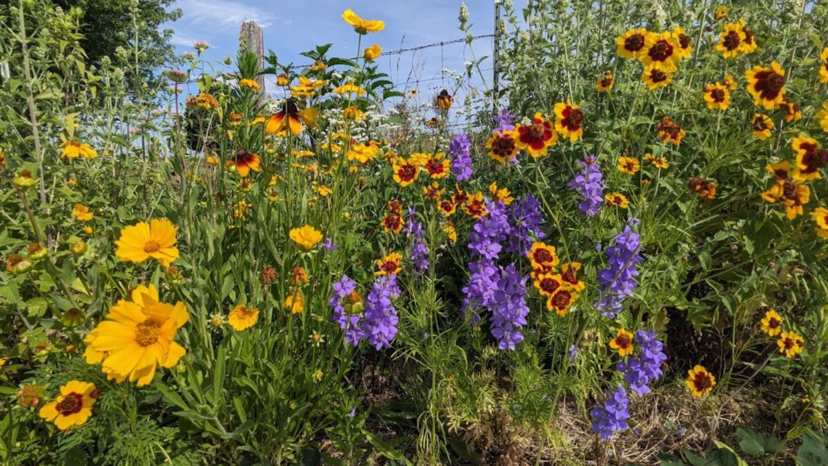 yellow and purple wildflowers.