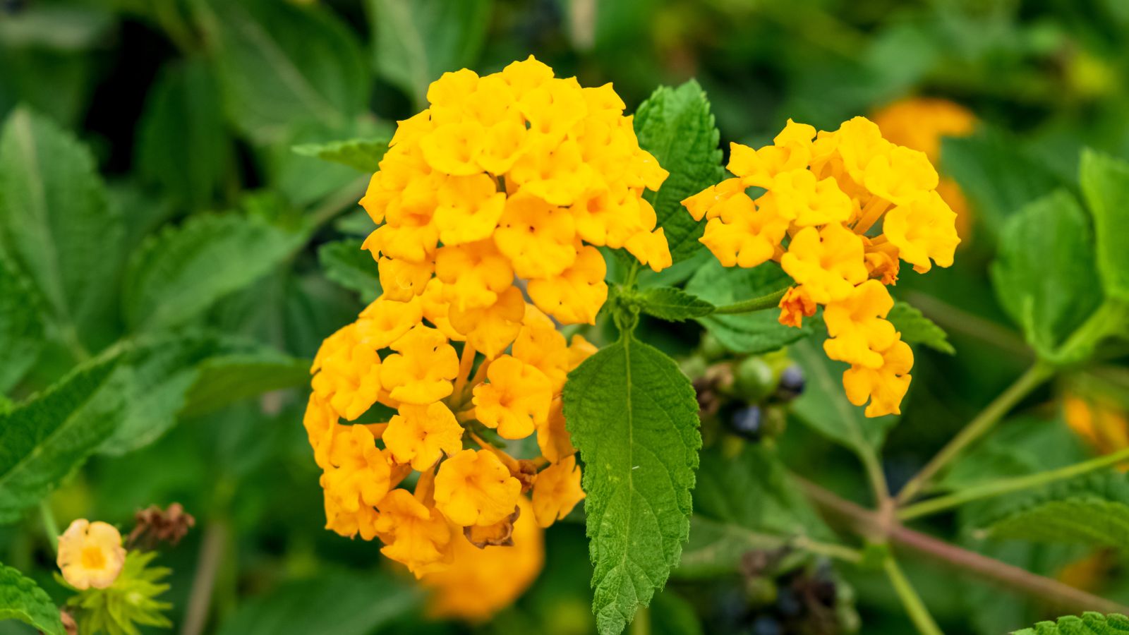 yellow lantana flowers.