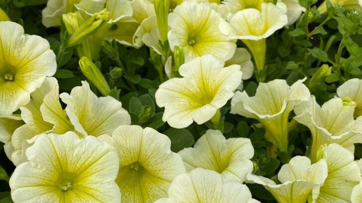 11 Cheerful Annual Yellow Flowers to Grow this Summer