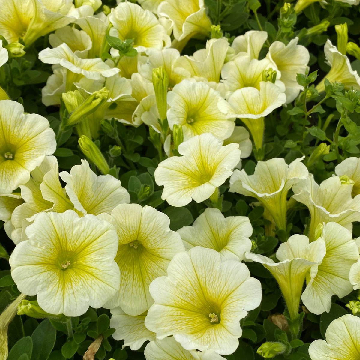 yellow petunia flowers.