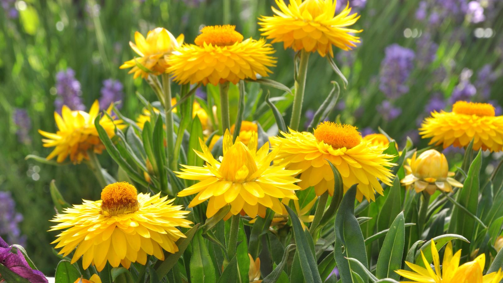 yellow strawflowers.