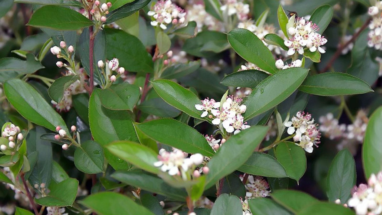 Low scape mound® chokeberry - Aronia melanocarpa.
