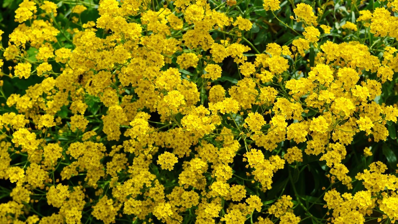 a bunch of Aurinia saxatilis plant yellow flowers in a field. flowers of Aurinia saxatilis 'Goldkugel' in a garden in Spring