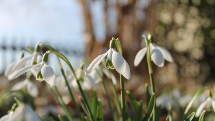 12 Pristine White Shade Perennials For Low Light Gardens