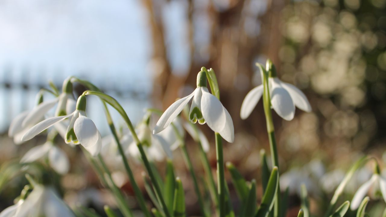 Galanthus nivalis in a garden in Aarau, Switzerland