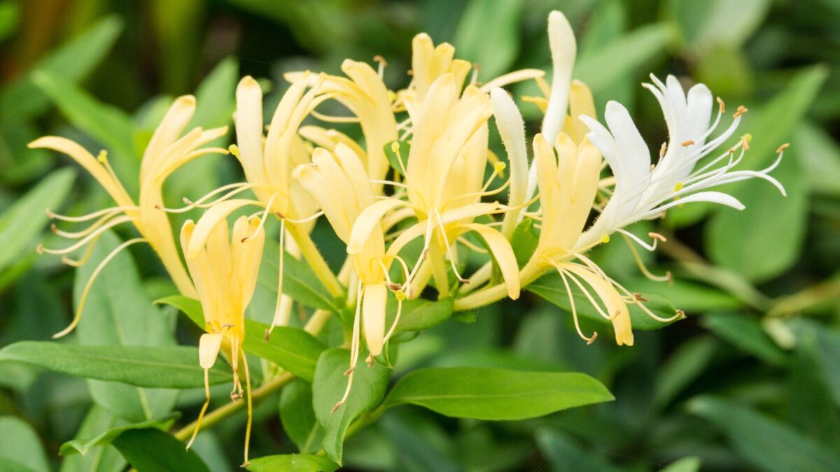 Lonicera japonica.