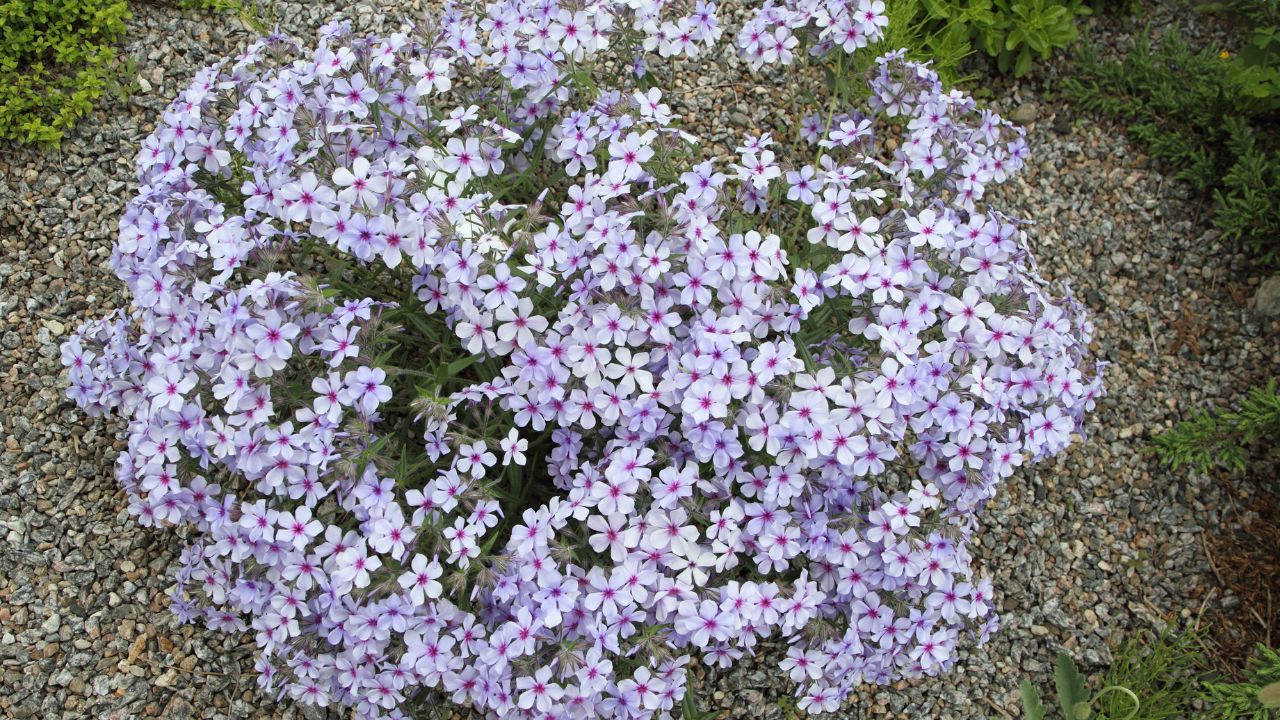Phlox divaricata, Montreal Botanical Garden, Montreal, Quebec