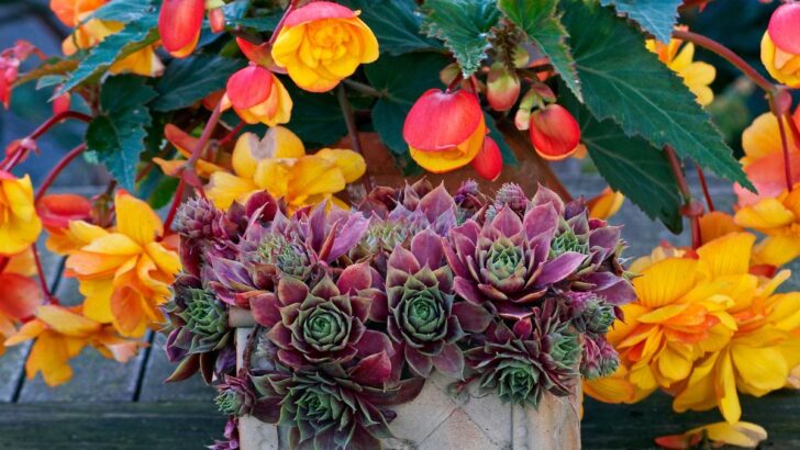 How To Grow Succulents Indoors