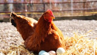 A beautiful hen sitting on her eggs outside