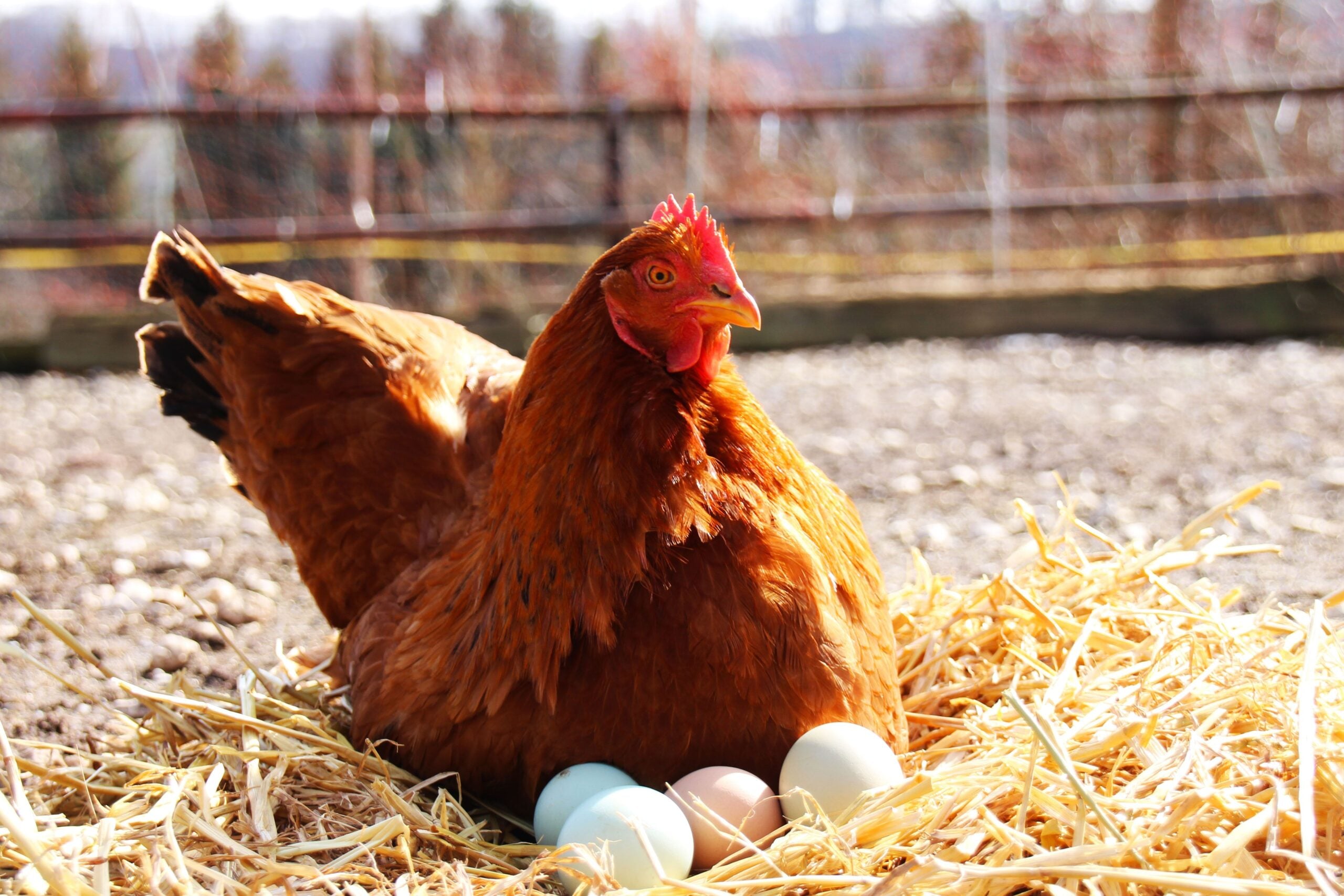 A beautiful hen sitting on her eggs outside