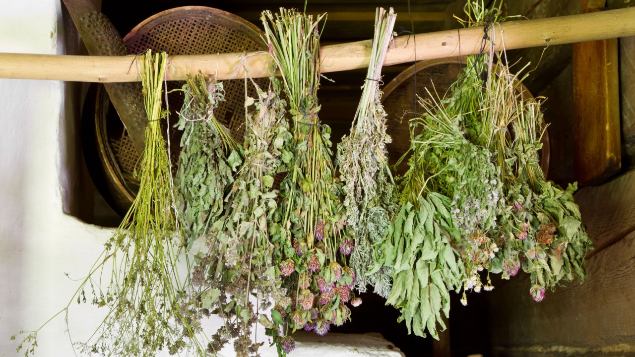 bunches of dried healing herbs