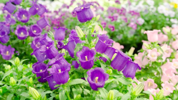 18 Stunning Bell-Shaped Flowers For Dreamy Gardens