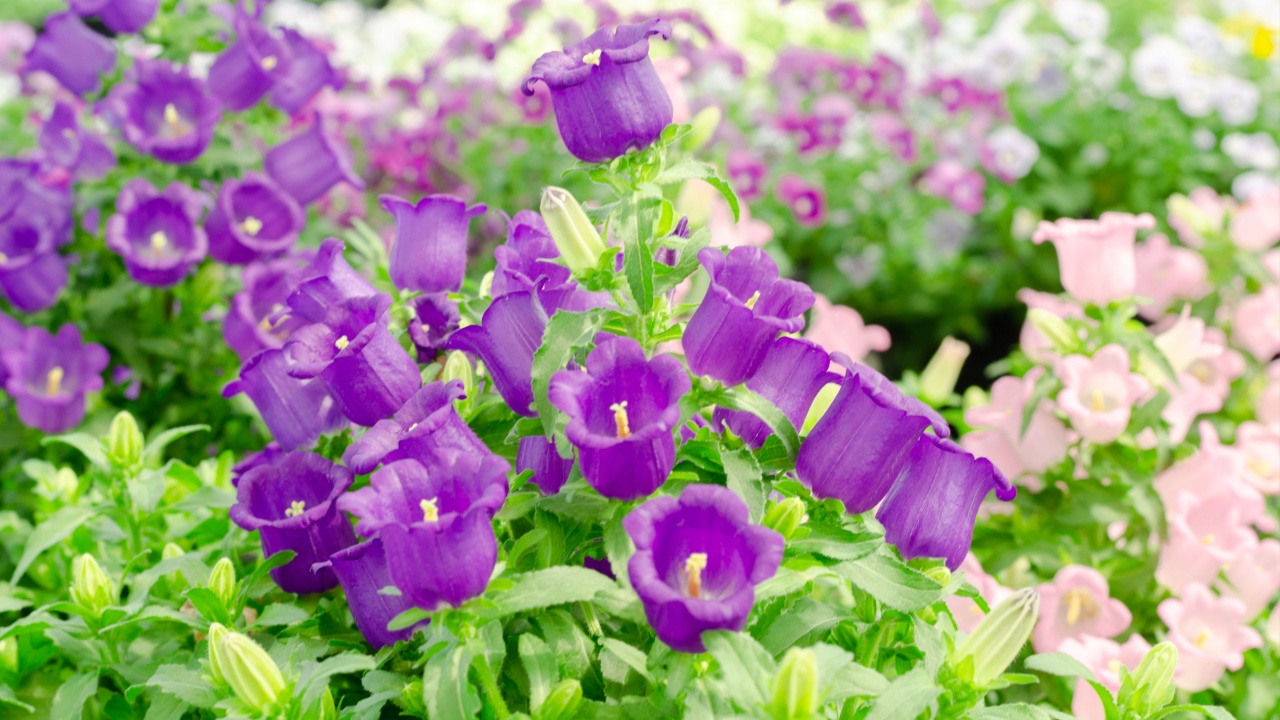 【希少】A Darden of Bell Flowers 18 Stunning Bell-Shaped Flowers For Dreamy Gardens