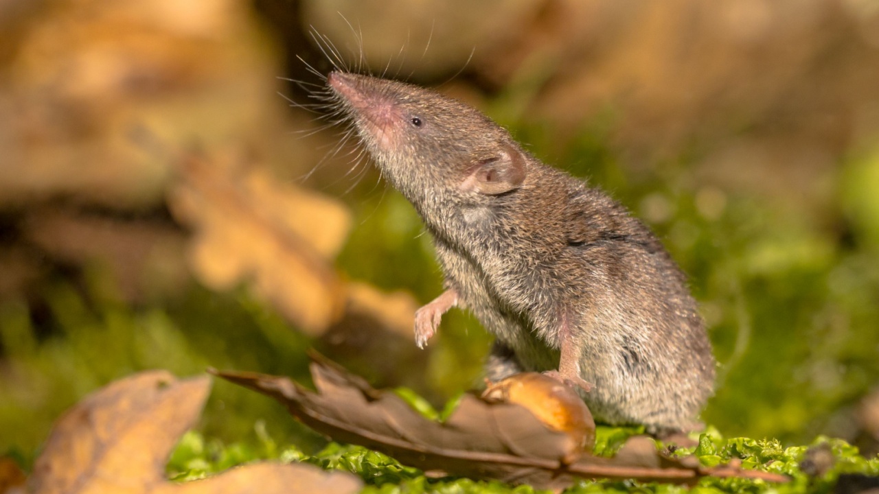 Greater White-toothed shrew (Crocidura russula) walking on green moss on the forest floor