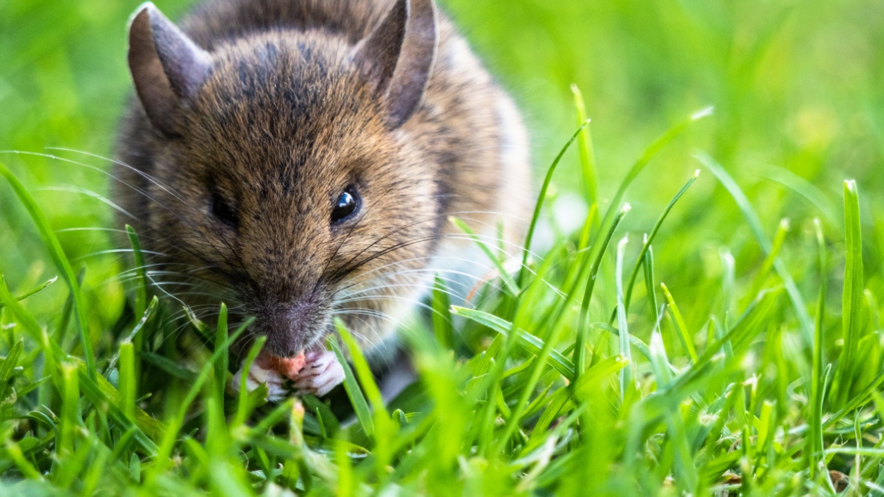 Young Shrew eating some food
