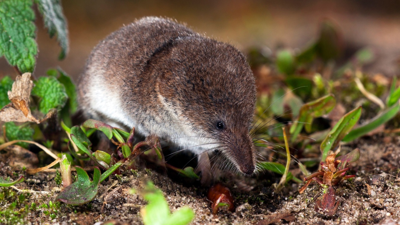 Dwergspitsmuis foeragerend, Pygmy shrew foraging
