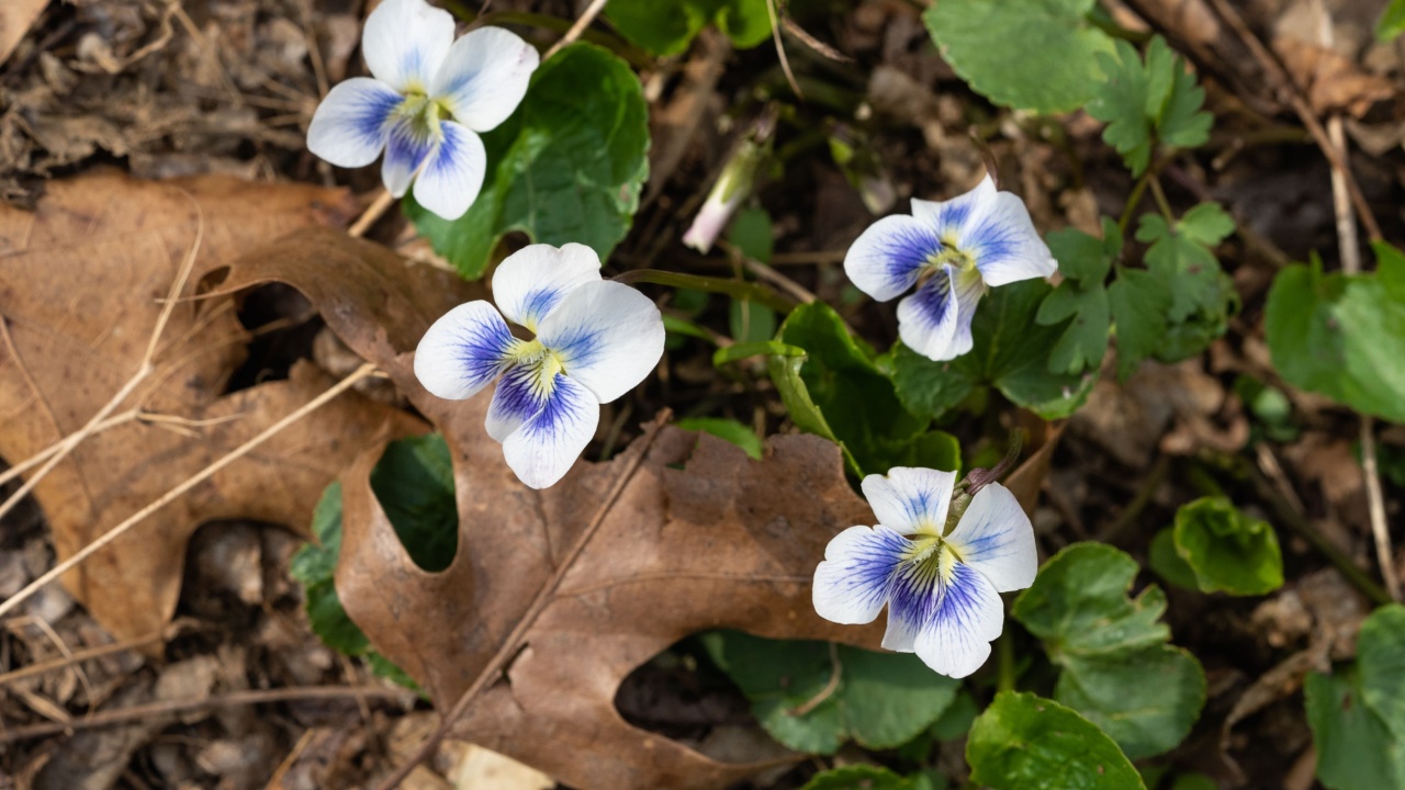 viola bicolor, a white and blue spring flower also called a johnny jump up is peeking through the dried leaves on the forest floor