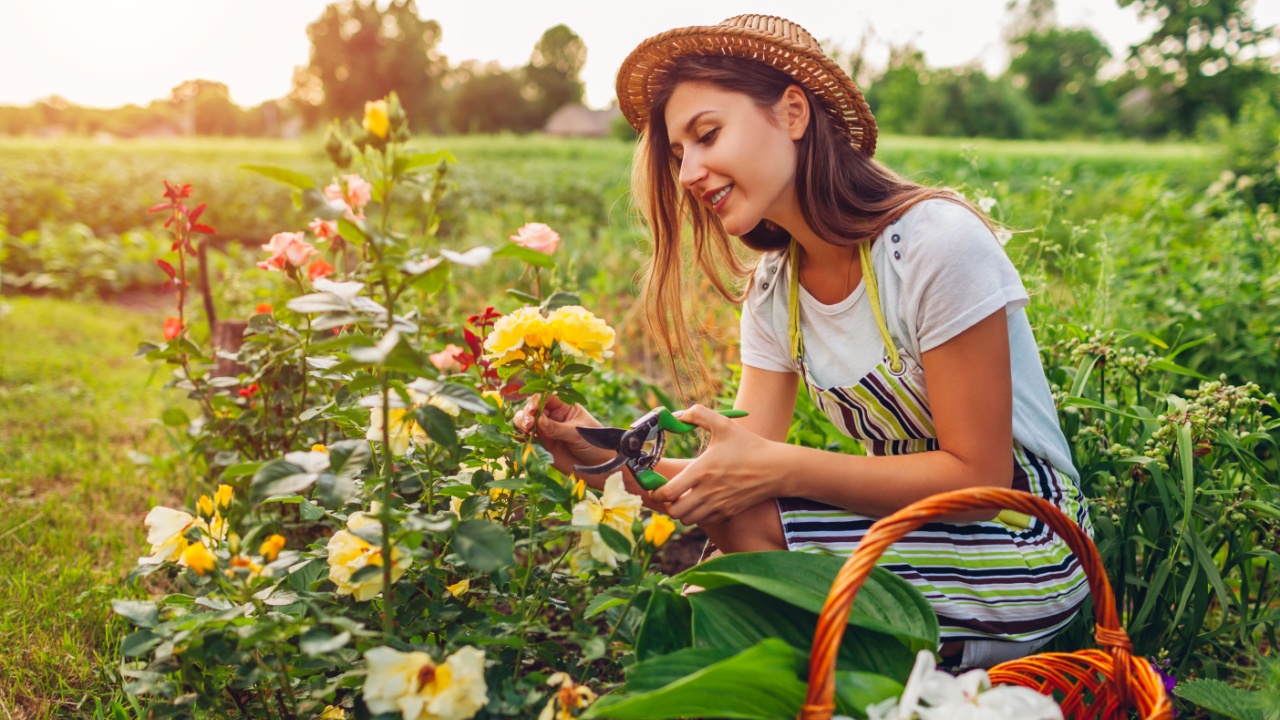 Young woman gathering flowers in garden. Gardener cutting roses off with pruner for bouquet. Summer gardening work