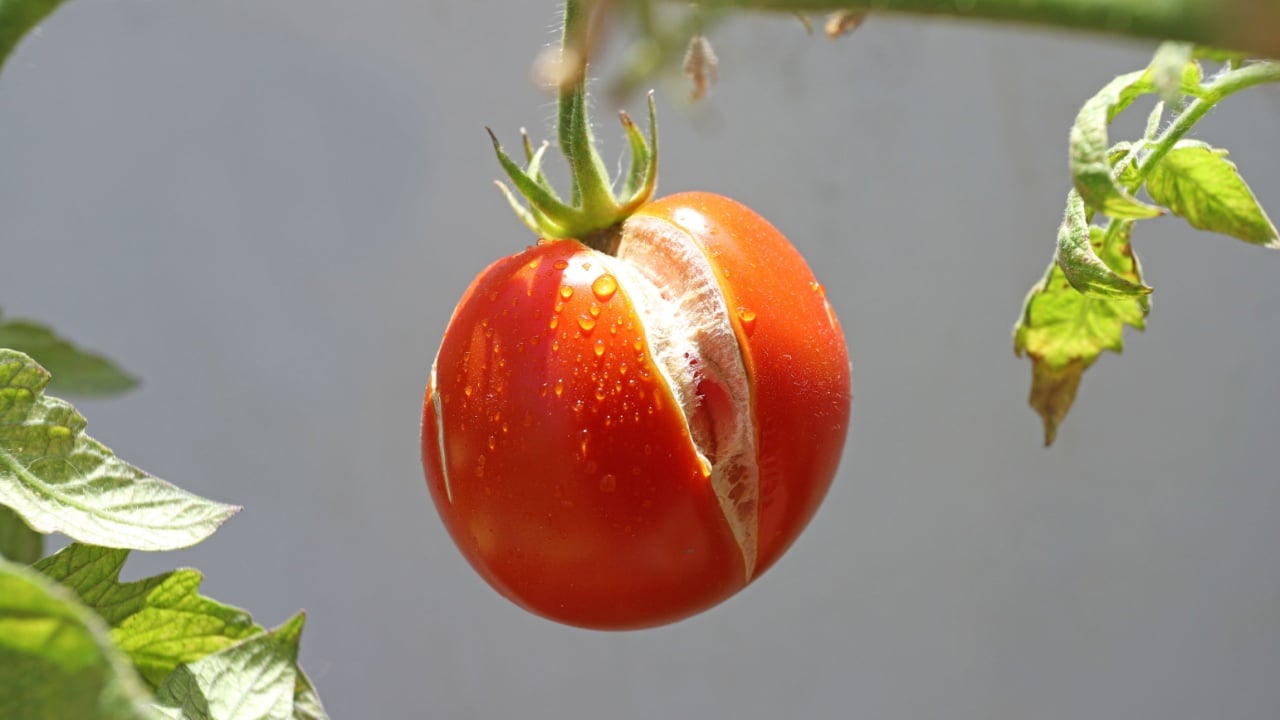 Ripe red tomato on a twig with a split.