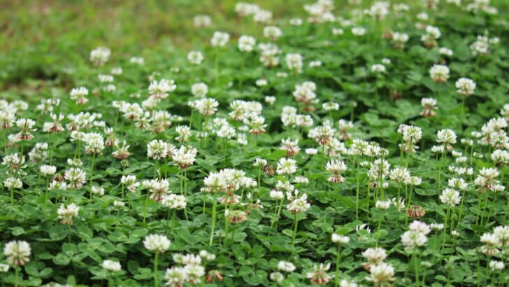 11 Easy No-Mow Grass Alternatives for Lawns