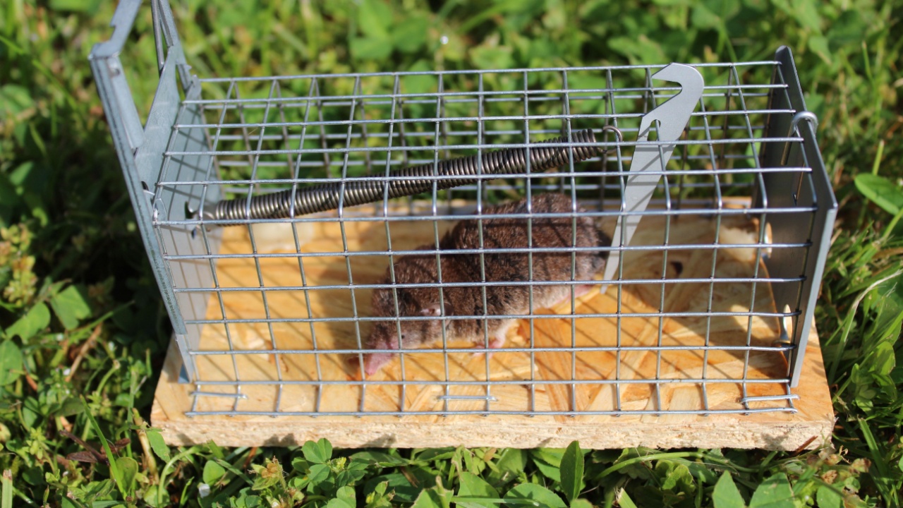 mousetrap with a shrew in the meadow