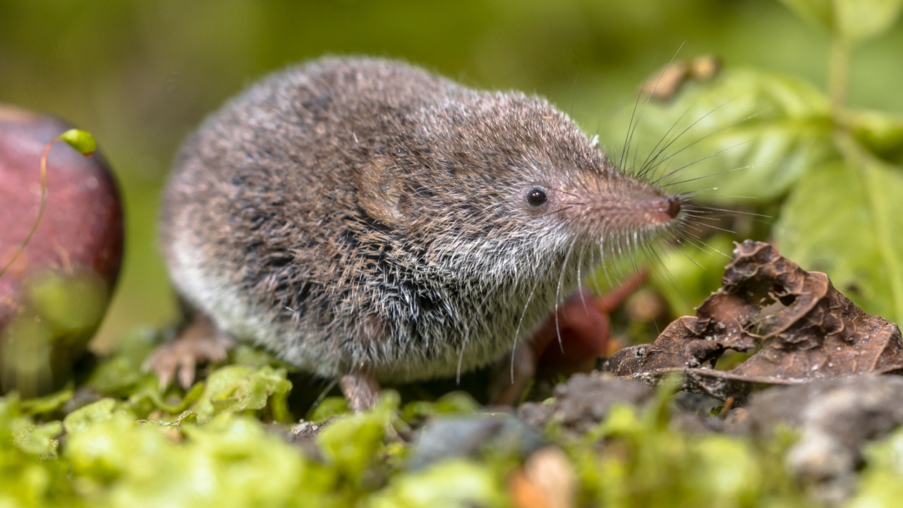 Eurasian pygmy shrew (Sorex minutus) mouse in natural habitat. This is one of the smallest mammals in the world.
