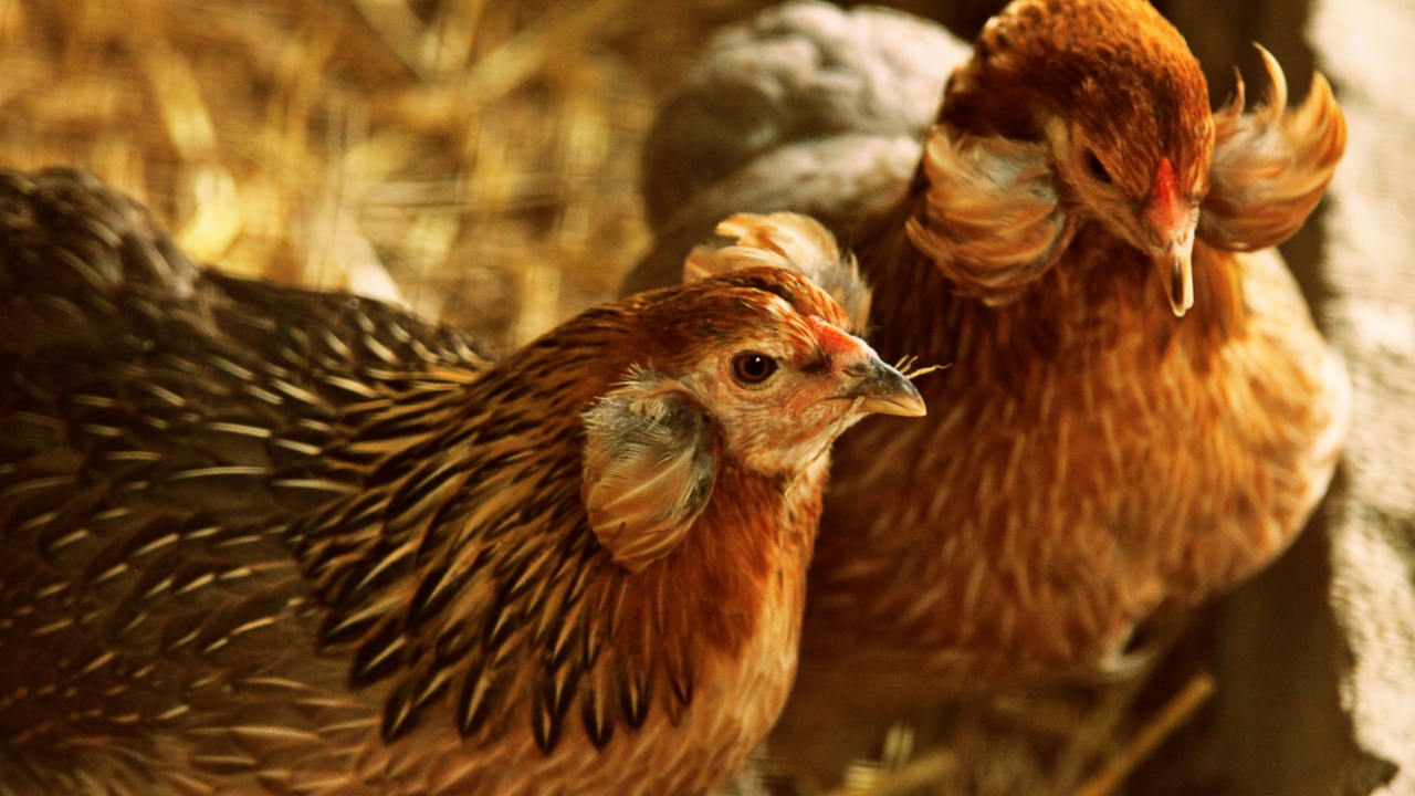 A pair of Araucana variety hens A pair of Araucana variety hens