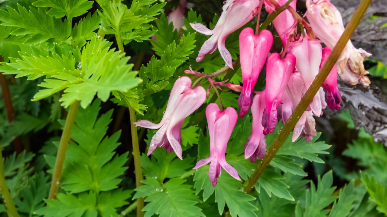 Macro shot of the opened and long shaped cluster of pink flowers of flowering plant wild or fringed bleeding-heart, turkey-corn (Dicentra eximia) with oddly shaped flowers in the garden