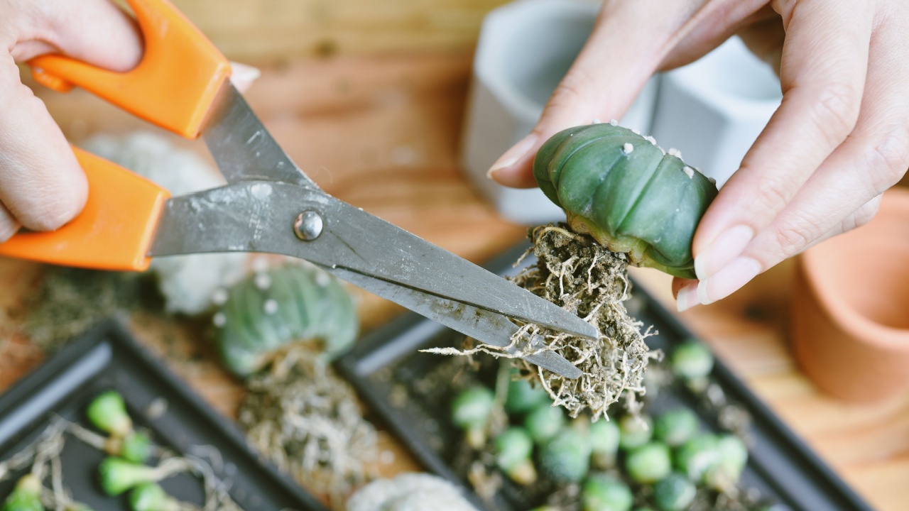 Cactus root cutting, Desert plant propagation, Preparing indoor houseplant for replanting, City lifestyle hobby for home decoration.