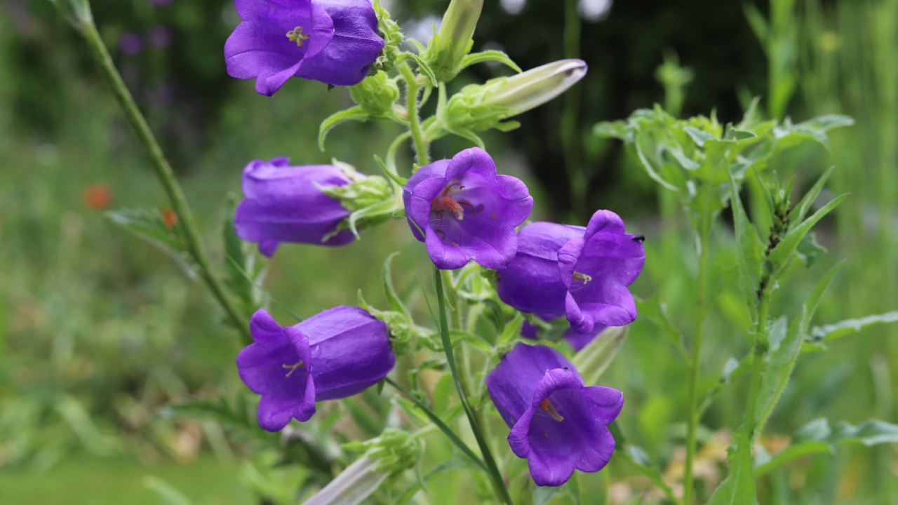 Campanula medium. Blooming purple flower of Canterbury bells